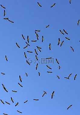 白鸛,stol,鳥(niǎo)類