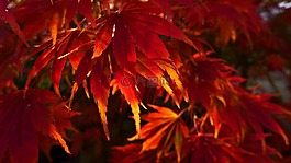 葉子,秋天的落葉,紅色