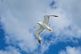 海鷗,鳥,翼