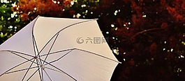 陽(yáng)傘,屏幕,太陽(yáng)