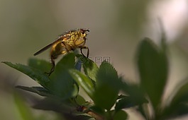 昆蟲(chóng)綱,濕,居住地