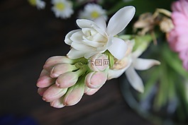 花卉,生日,方