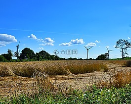 谷物,粮食,农业
