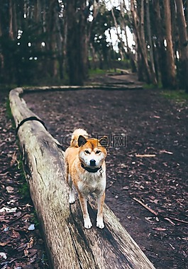 shiba inu,狗,芝