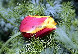 郁金香,花瓣,花