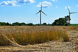 谷物,糧食,字段