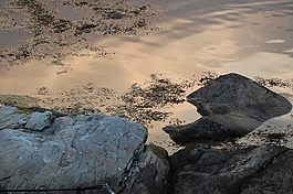 海,唐,海洋生命