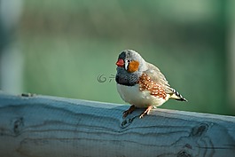 鳥,野生動物,自然