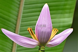 开花,厂,香蕉花