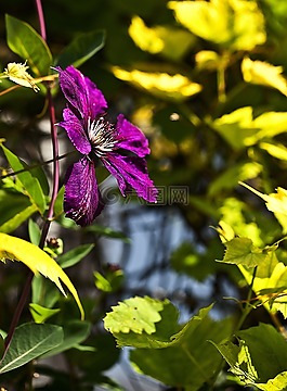 鐵線蓮,花,植物