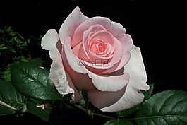 花,玫瑰,粉紅色
