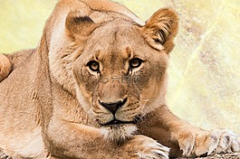 母獅,捕食,動物世界