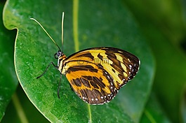 注意-激情的蝴蝶,蝴蝶,tithorea harmonia