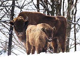 動物,野牛歐洲,哺乳動物