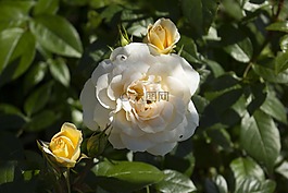 玫瑰,花,開花
