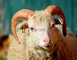 性質(zhì),動物,羊