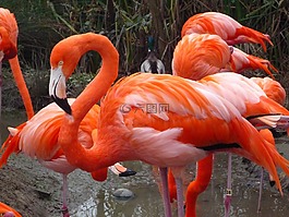 火烈鳥,粉紅色,鳥