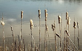 香蒲,芦苇,小混混