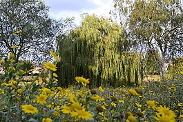 景區(qū),草甸,公園