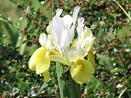 虹膜,花園,花