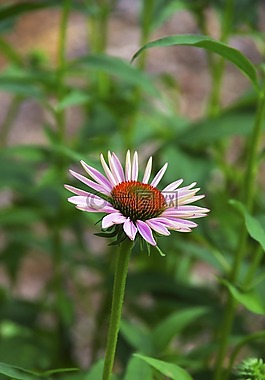雛菊,粉紅色,開花