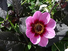 大麗花,花,夏季