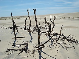 沙漠,樹枝,沙