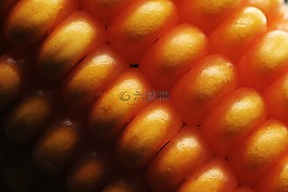 玉米,食品,健康