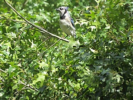 鳥(niǎo),藍(lán)色,白