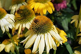 太陽帽子,花,開花
