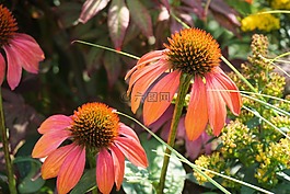 太陽帽子,花,開花