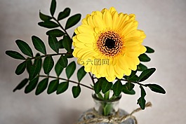 非洲菊,花,開花