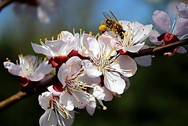 蜜蜂,勤勞,花園