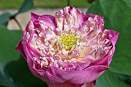 花,蓮花,開花