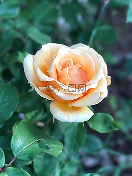 玫瑰,hildegard,花园