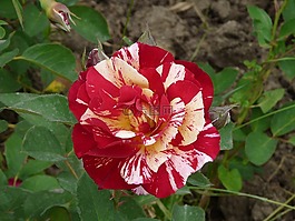 雙色粉紅色,紅色,黃色