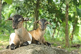 山羊,動物,哺乳動物