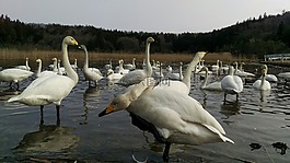 天鵝,野生鳥類,野生動(dòng)物