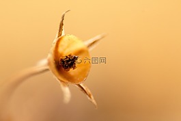 布朗,棕色,花