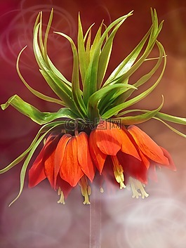 帝冠,花,開花