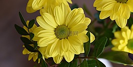 树的雏菊,花,schnittblume