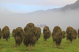 干草,霧,秸稈