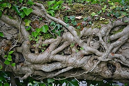 常春藤,枝杈,植物