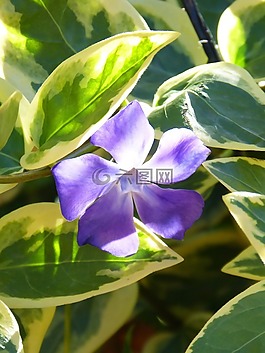 花,丁香,葉