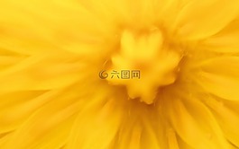 蒲公英,狮子的牙齿,性质