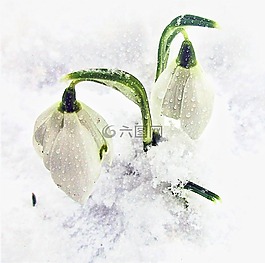 雪,冬天,冷