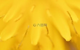 蒲公英,狮子的牙齿,性质