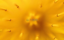 蒲公英,狮子的牙齿,性质