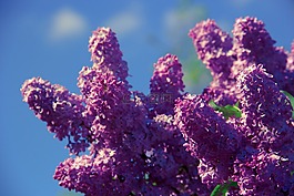 花,香氣,氣味