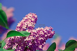 花,香氣,氣味